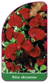etykieta-szkolkarska-roza-okrywowa-297-a