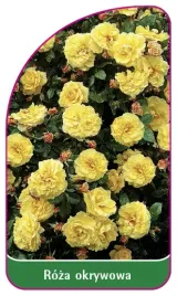 etykieta-szkolkarska-roza-okrywowa-305