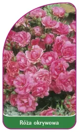 etykieta-szkolkarska-roza-okrywowa-307