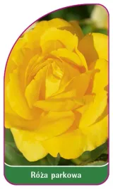 etykieta-szkolkarska-roza-parkowa-400-mini-b