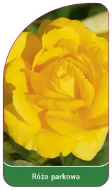 etykieta-szkolkarska-roza-parkowa-400-standard-b