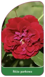 etykieta-szkolkarska-roza-parkowa-404-standard