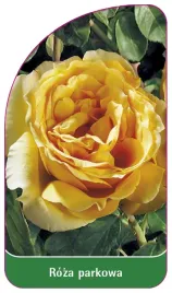 etykieta-szkolkarska-roza-parkowa-405-standard