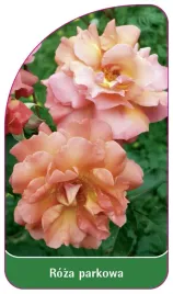 etykieta-szkolkarska-roza-parkowa-410-standard