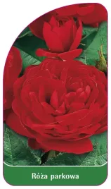 etykieta-szkolkarska-roza-parkowa-411-standard