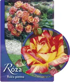 etykieta-szkolkarska-roza-pienna-10-a