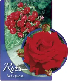 etykieta-szkolkarska-roza-pienna-13-a