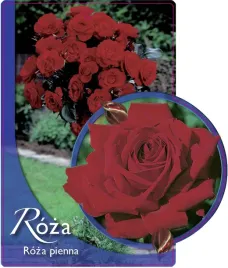 etykieta-szkolkarska-roza-pienna-16-a