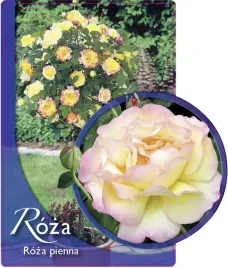 etykieta-szkolkarska-roza-pienna-17-a