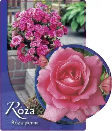 etykieta-szkolkarska-roza-pienna-2-a