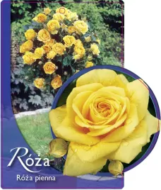 etykieta-szkolkarska-roza-pienna-4-a