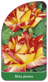 etykieta-szkolkarska-roza-pienna-10