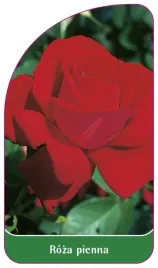 etykieta-szkolkarska-roza-pienna-14