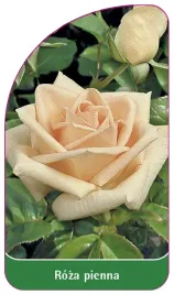 etykieta-szkolkarska-roza-pienna-18