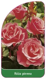 etykieta-szkolkarska-roza-pienna-24