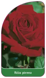 etykieta-szkolkarska-roza-pienna-31