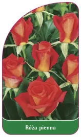 etykieta-szkolkarska-roza-pienna-34