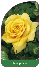 etykieta-szkolkarska-roza-pienna-4