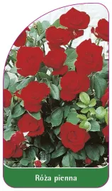 etykieta-szkolkarska-roza-pienna-42