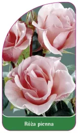 etykieta-szkolkarska-roza-pienna-44