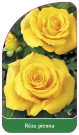 etykieta-szkolkarska-roza-pienna-45