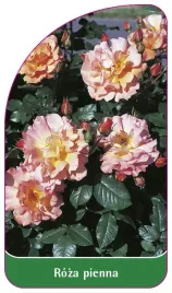 etykieta-szkolkarska-roza-pienna-51