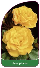 etykieta-szkolkarska-roza-pienna-52