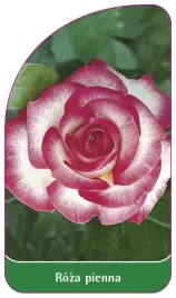 etykieta-szkolkarska-roza-pienna-6