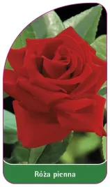 etykieta-szkolkarska-roza-pienna-67