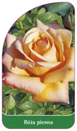 etykieta-szkolkarska-roza-pienna-7