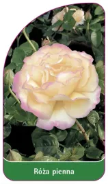 etykieta-szkolkarska-roza-pienna-72