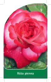 etykieta-szkolkarska-roza-pienna-85