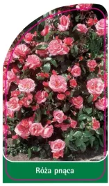 etykieta-szkolkarska-roza-pnaca-311-b-mini