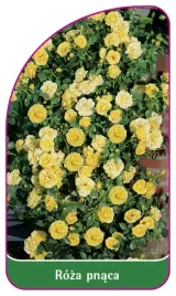 etykieta-szkolkarska-roza-pnaca-313-b-mini