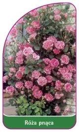 etykieta-szkolkarska-roza-pnaca-314-b-mini