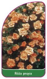 etykieta-szkolkarska-roza-pnaca-315-a-mini