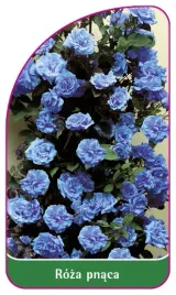 etykieta-szkolkarska-roza-pnaca-317-b-mini