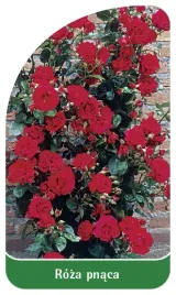 etykieta-szkolkarska-roza-pnaca-324-b-mini