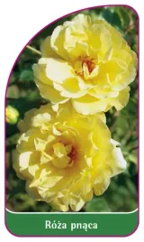 etykieta-szkolkarska-roza-pnaca-325-b-mini