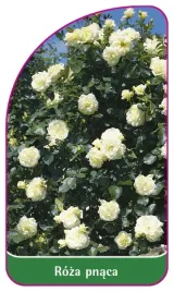 etykieta-szkolkarska-roza-pnaca-327-mini