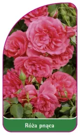 etykieta-szkolkarska-roza-pnaca-331-mini