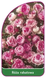 etykieta-szkolkarska-roza-rabatowa-101-a