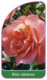 etykieta-szkolkarska-roza-rabatowa-106-b