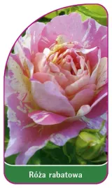 etykieta-szkolkarska-roza-rabatowa-108-b