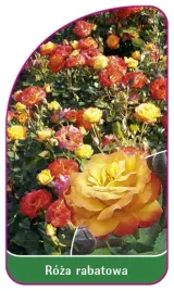 etykieta-szkolkarska-roza-rabatowa-110-b