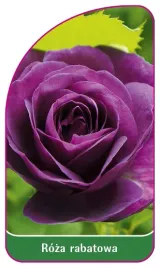 etykieta-szkolkarska-roza-rabatowa-112