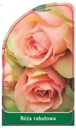 etykieta-szkolkarska-roza-rabatowa-115