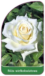 etykieta-szkolkarska-roza-wielkokwiatowa-200-standard