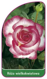 etykieta-szkolkarska-roza-wielkokwiatowa-204-mini