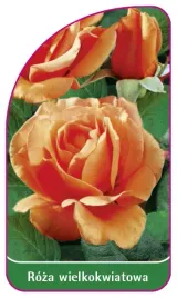 etykieta-szkolkarska-roza-wielkokwiatowa-206-b-mini